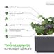 Змінний картридж Click & Grow Червона капуста Кейл (Red Kale) 3 капсули