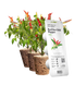 Змінний картридж Click & Grow червоний перець чилі (Chili Pepper) 3 капсули