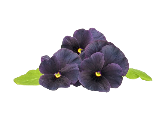 Змінний картридж Click & Grow Чорна фіалка(Black pansy) 3 капсули