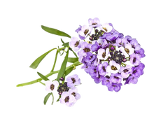 Змінний картридж Click & Grow Солодкий Аліссум (Sweet Alyssum) 3 капсули