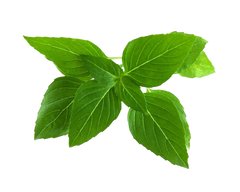 Змінний картридж Click & Grow Тайський базилік (Thai basil)3 капсули