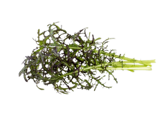 Змінний картридж Click & Grow Червона гірчиця (Red Frill Mustard )3 капсули