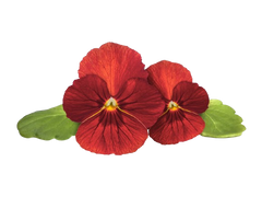 Змінний картридж Click & Grow Червона фіалка (Red Pansy)3 капсули