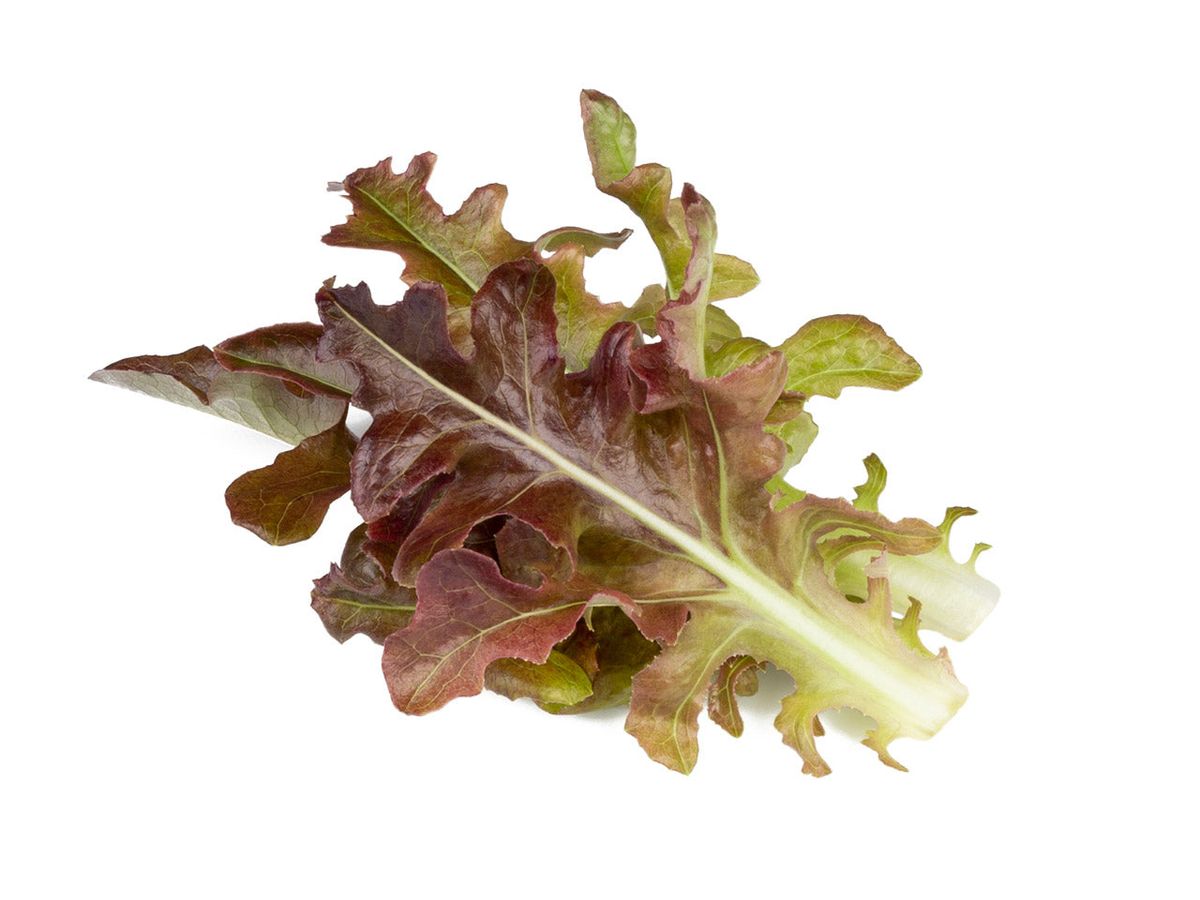 Змінний картридж Click & Grow Червоний дубовий салат (Red Oakleaf Lettuce )3 капсули