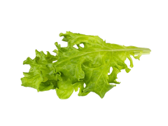 Змінний картридж Click & Grow Червоний дубовий салат (Red Oakleaf Lettuce )3 капсули