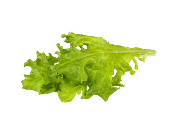 Змінний картридж Click & Grow Червоний дубовий салат (Red Oakleaf Lettuce )3 капсули