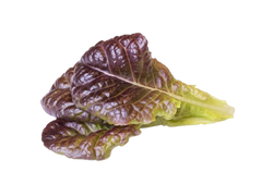 Змінний картридж Click & Grow Червоний салат (Red Lettuce )3 капсули