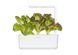 Змінний картридж Click & Grow Червоний салат (Red Lettuce )3 капсули