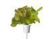 Змінний картридж Click & Grow Червоний салат (Red Lettuce )3 капсули