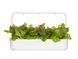 Змінний картридж Click & Grow Червоний салат (Red Lettuce )3 капсули