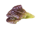 Змінний картридж Click & Grow Червоний салат (Red Lettuce )3 капсули