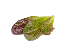 Змінний картридж Click & Grow Червоний салат Ромен (Red Romaine lettuce) 3 капсули