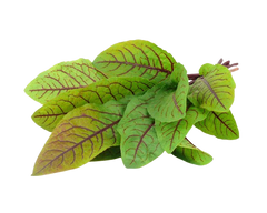 Змінний картридж Click & Grow Червоний щавель (Bloody Sorrel) 3 капсули
