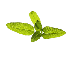 Змінний картридж Click & Grow Шавлія садова (Garden Sage) 3 капсули