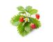 Змінний картридж Click & Grow дика суниця (Wild Strawberry) 3 капсули