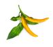 Змінний картридж Click & Grow жовтий перець чилі (Yellow Chili Pepper) 3 капсули