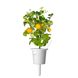 Змінний картридж Click & Grow жовті міні-томати (Yellow Mini Tomato) 3 капсули