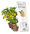 Змінний картридж Click & Grow жовті міні-томати (Yellow Mini Tomato) 3 капсули