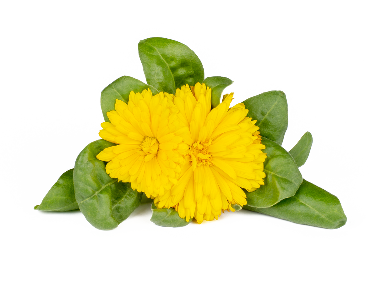 Змінний картридж Click & Grow Календула ( Calendula ) 3 капсули