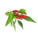 Змінний картридж Click & Grow пірі-пірі чілі (Piri Piri Chili Pepper) 3 капсули