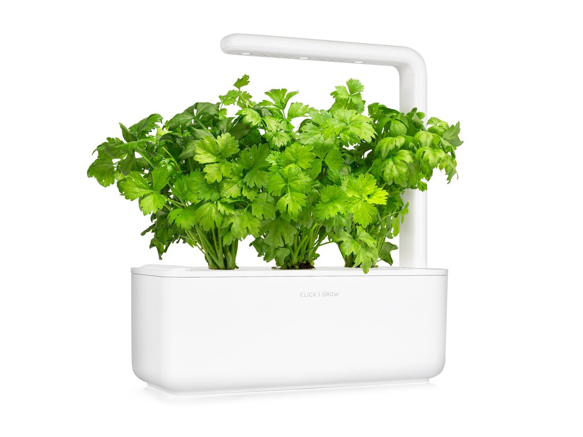 Змінний картридж Click & Grow Листова селера (Leaf Celery)3 капсули