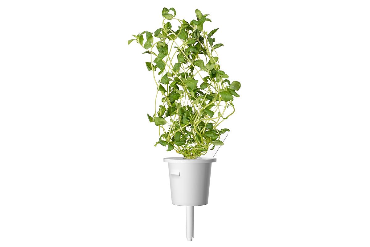 Змінний картридж Click & Grow Майоран (Replaceable Marjoram )3 капсули