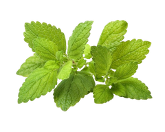 Змінний картридж Click & Grow Меліса (Replaceable Lemon Balm ) 3 капсули