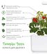 Змінний картридж Click & Grow міні-томати (Mini Tomato) 3 капсули