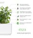 Змінний картридж Click & Grow М'ята (Peppermint) 3 капсули