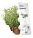 Змінний картридж Click & Grow Розмарин (Rosemary) 3 капсули