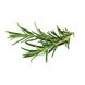 Змінний картридж Click & Grow Розмарин (Rosemary) 3 капсули