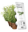 Змінний картридж Click & Grow Розмарин (Rosemary) 3 капсули