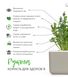 Змінний картридж Click & Grow Рукола (Arugula) 3 капсули