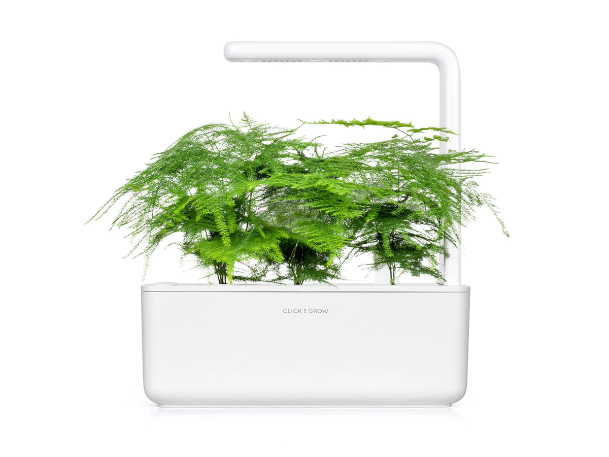 Змінний картридж Click & Grow Мереживна папороть (Lace Fern) 3 капсули