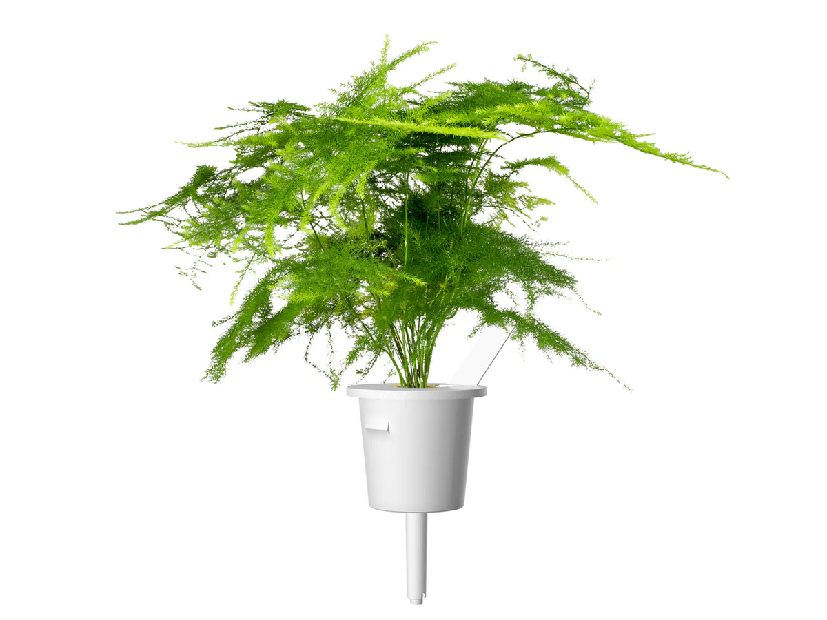 Змінний картридж Click & Grow Мереживна папороть (Lace Fern) 3 капсули