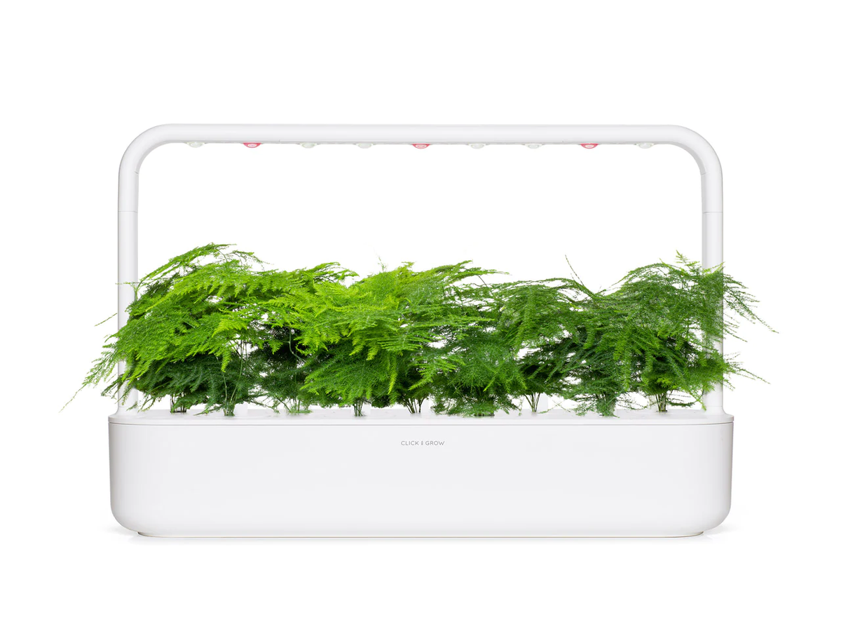 Змінний картридж Click & Grow Мереживна папороть (Lace Fern) 3 капсули