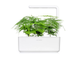 Змінний картридж Click & Grow Мереживна папороть (Lace Fern) 3 капсули