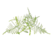 Змінний картридж Click & Grow Мереживна папороть (Lace Fern) 3 капсули