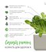 Змінний картридж Click & Grow Салат Ромен (Romaine Lettuce) 3 капсули